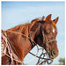 Rattler Calf Roping Square Neck Rope Tack - Ropes & Roping Rattler