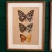 Set of 2 Framed Butterfly Prints HOME & GIFTS - Home Decor - Wall Decor + Mirrors Kalalou
