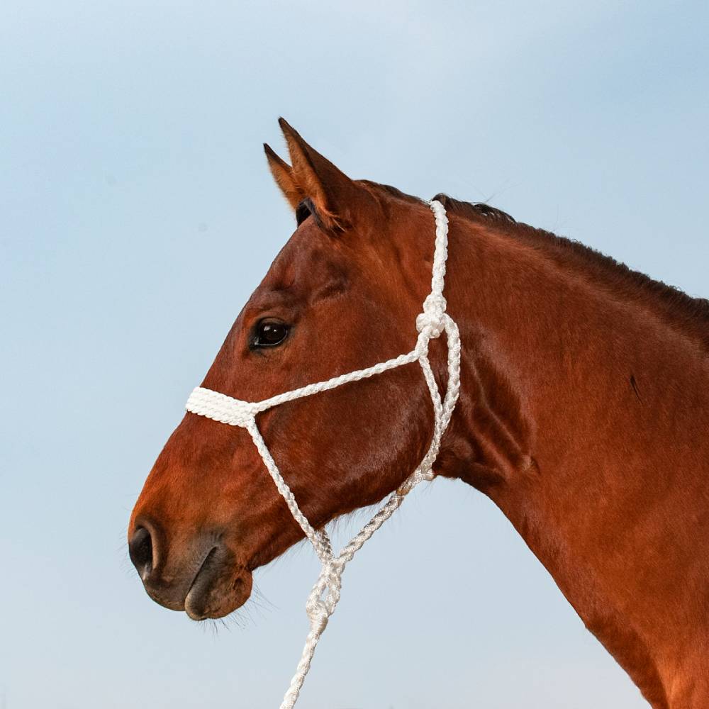 Classic Equine Flat Braid Halter with Lead Tack - Halters & Leads Classic Equine   
