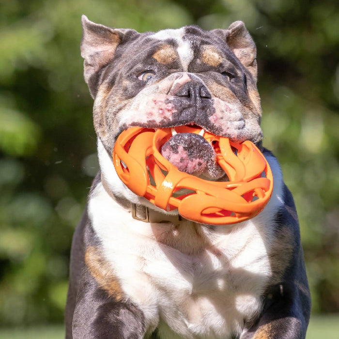 Chuckit! Air Fetch Football Dog Toy