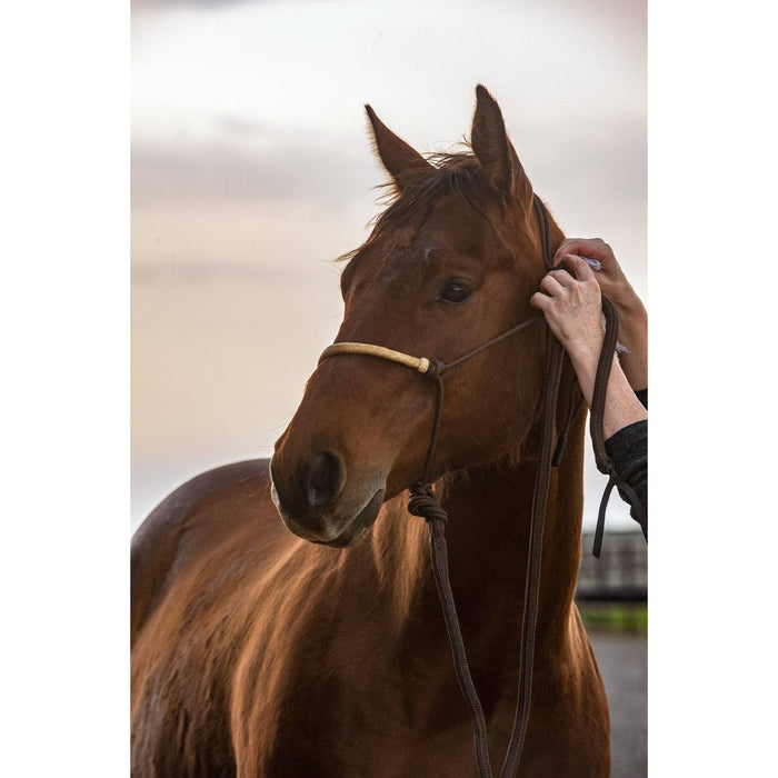 Classic Equine Braided Rawhide Rope Halter with Lead Tack - Halters & Leads Classic Equine