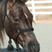 Professional's Choice Cowboy Braided Halter with Lead Tack - Halters & Leads Professional's Choice Black