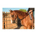 Professional's Choice AD Draw Rope Martingale Tack - Training Professional's Choice
