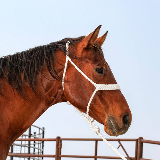 Classic Equine Flat Braid Halter with Lead Tack - Halters & Leads Classic Equine