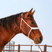 Classic Equine Flat Braid Halter with Lead Tack - Halters & Leads Classic Equine