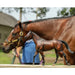 Breyer Cody's Wish Horse KIDS - Accessories - Toys Breyer   