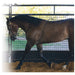 Professional's Choice Lunging Buddy Tack - Halters & Leads Professional's Choice