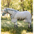 Horseware Rambo Flybuster Vamoose with No-Fly Zone FARM & RANCH - Animal Care - Equine - Fly & Insect Control - Fly Masks & Sheets Horseware 69  