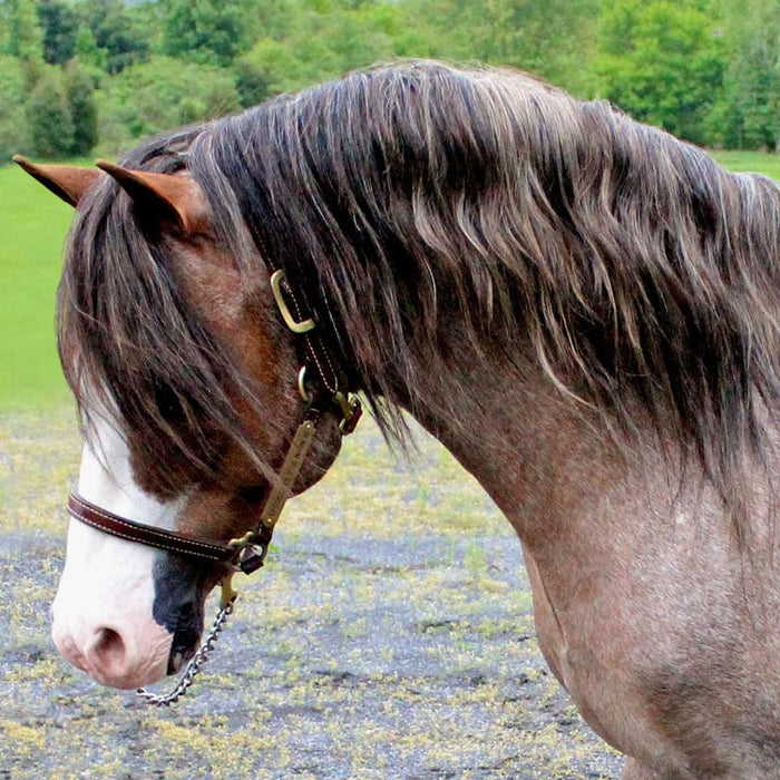 Breyer Brookside Pink Magnum KIDS - Accessories - Toys Breyer