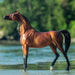 Breyer RD Marciea Bey | Retired KIDS - Accessories - Toys Breyer