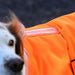 Equiflector Dog Safety Vest Pets - Outerwear Shires