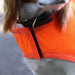 Equiflector Dog Safety Vest Pets - Outerwear Shires