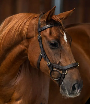 NEW Rambo Micklem Competition Bridle/Reins - Brown Sale Barn Rambo   