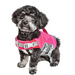 Helios Dog Life Jacket Pets - Accessories DogHelios