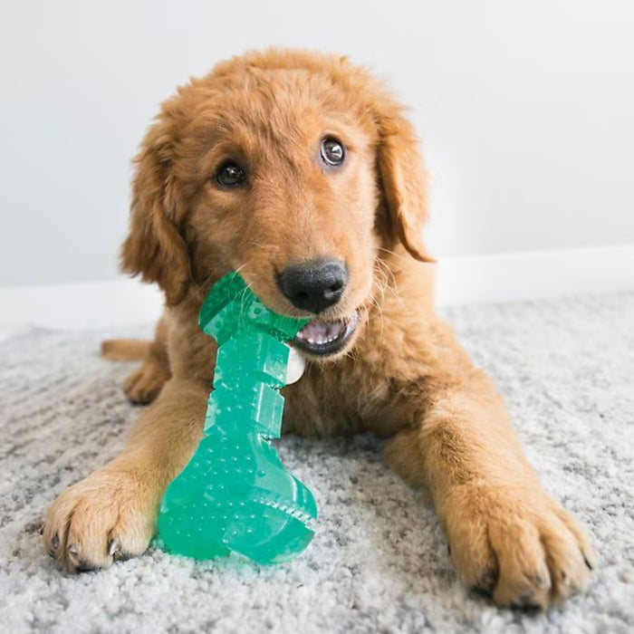 KONG® Dental Squeezz Bone