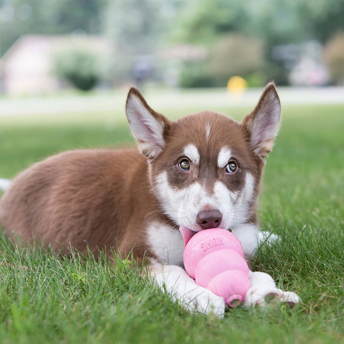KONG Puppy Pink Chew Toy