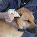 Vetericyn Ear Rinse First Aid & Medical - Topicals Vetericyn