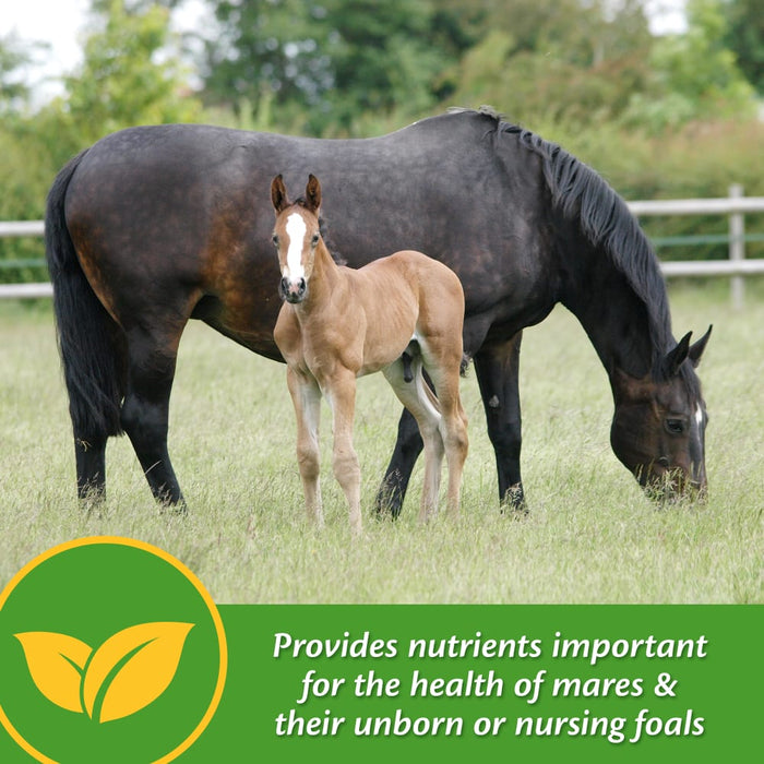 Farnam Mare Plus Equine - Supplements Farnam