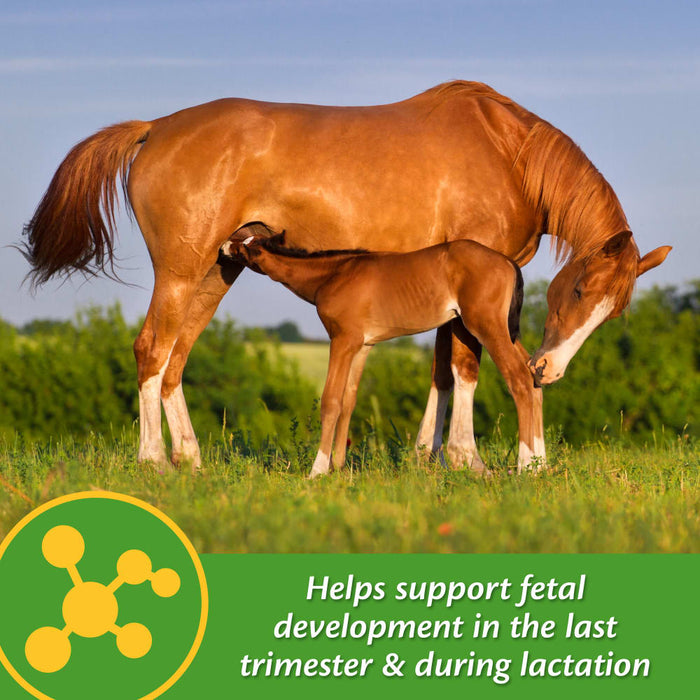 Farnam Mare Plus Equine - Supplements Farnam