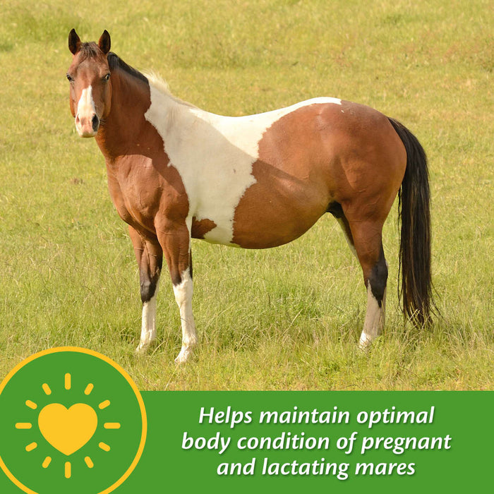 Farnam Mare Plus Equine - Supplements Farnam