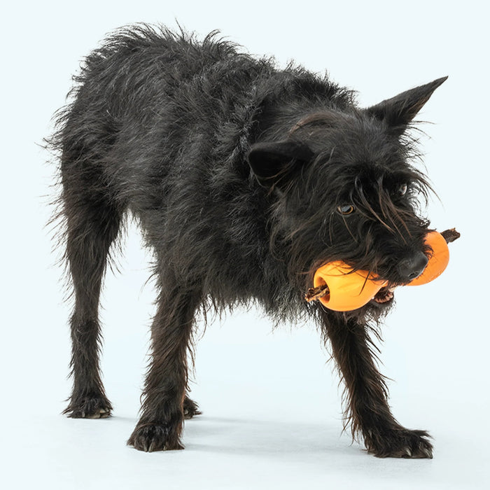 West Paw Qwizl Dog Puzzle Toy Pets - Toys & Treats West Paw