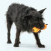 West Paw Qwizl Dog Puzzle Toy Pets - Toys & Treats West Paw