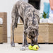 West Paw Qwizl Dog Puzzle Toy Pets - Toys & Treats West Paw
