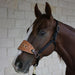 Trophy Bronc Halter with Starburst Conchos Customs & Awards - Halters Teskey's