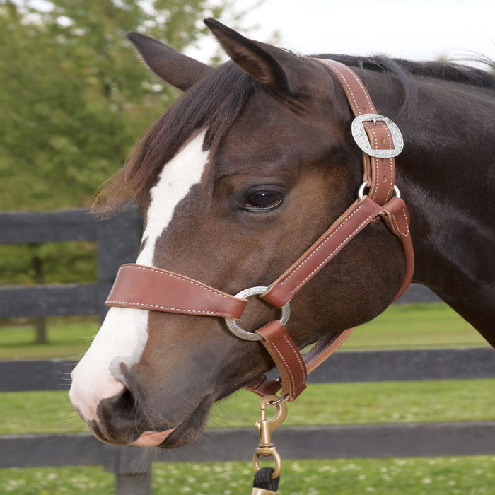 Stacy Westfall Bronc Halter by Weaver Tack - Halters & Leads Weaver