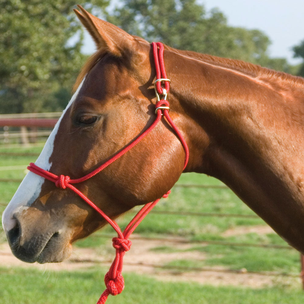 Easy-On Rope Halter with Lead Tack - Halters & Leads - Combo Mustang   