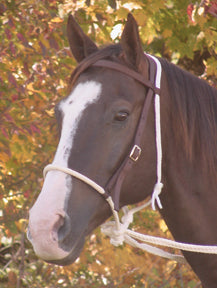 Mustang Breaking Hackamore Tack - Training Mustang   