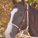 Mustang Breaking Hackamore Tack - Training Mustang   