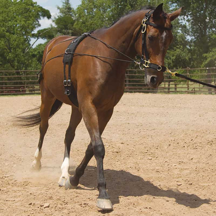 Mustang Balance Training System Tack - Training Mustang
