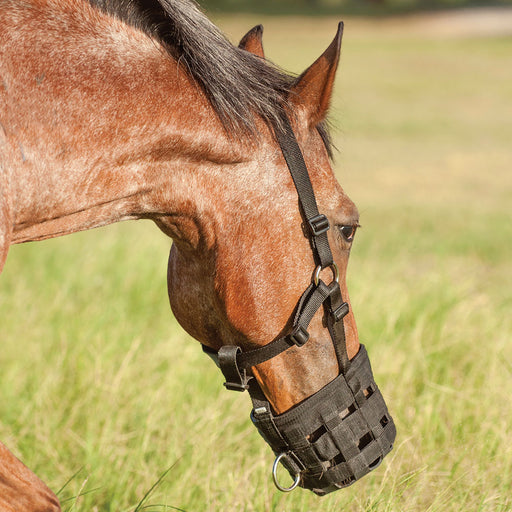 Cashel Grazing Muzzle Halter Tack - Halters & Leads Cashel