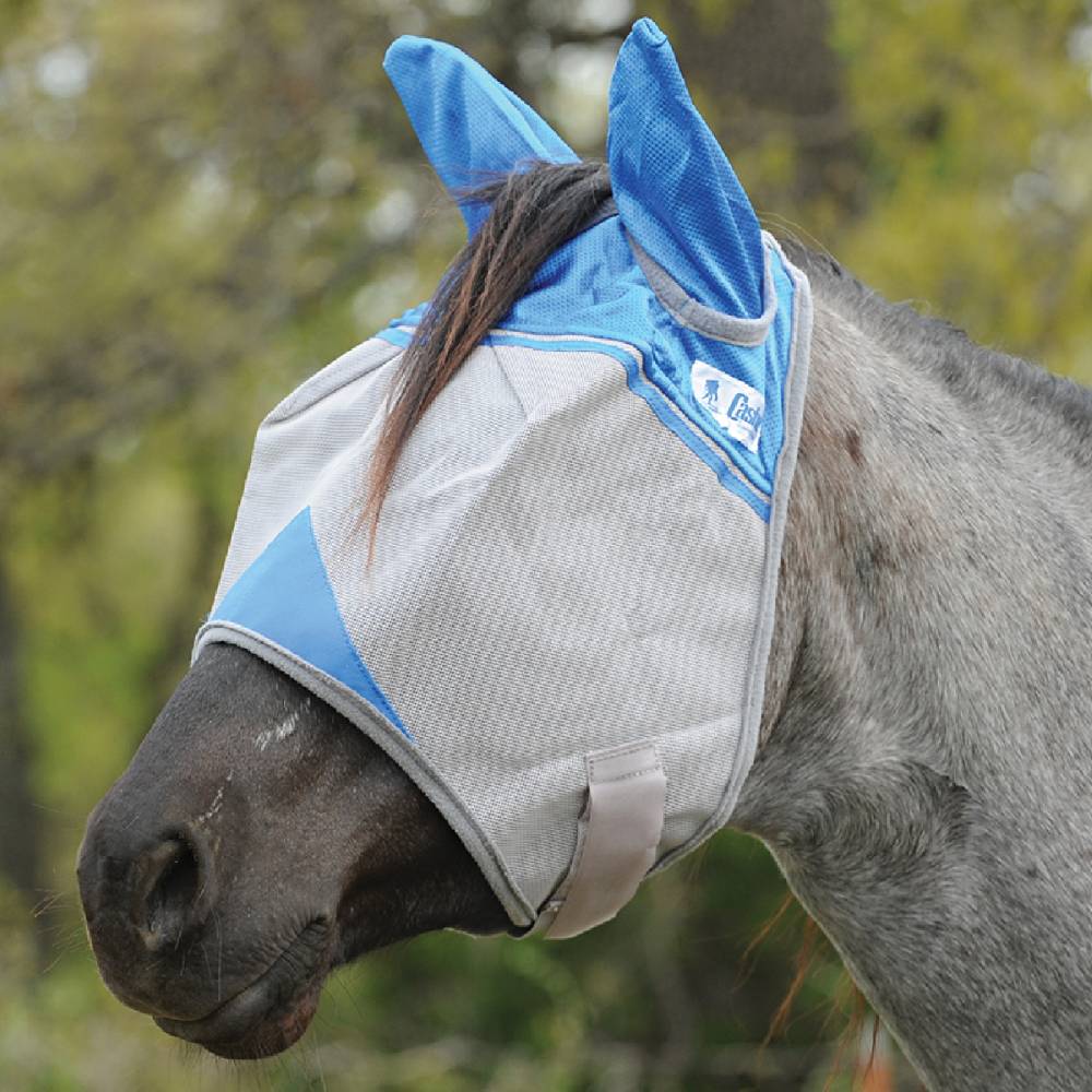 Yearling/Large Pony
