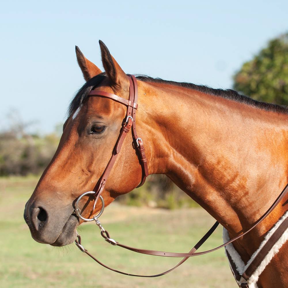 New! Cashel Broadband Headstall Harness Leather SS Buckles & Quick Change Ends