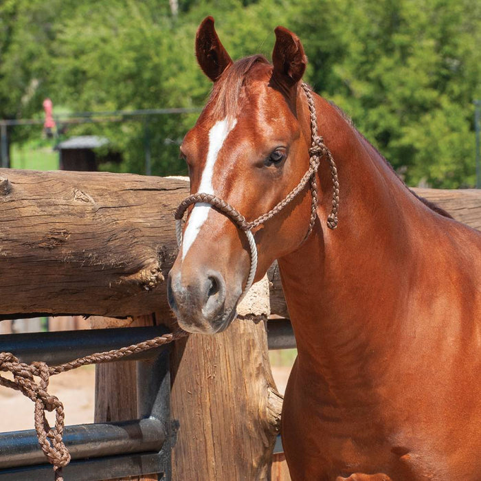 Classic Equine Rope Nose Halter with Lead Tack - Halters & Leads Classic Equine