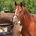 Classic Equine Rope Nose Halter with Lead Tack - Halters & Leads Classic Equine