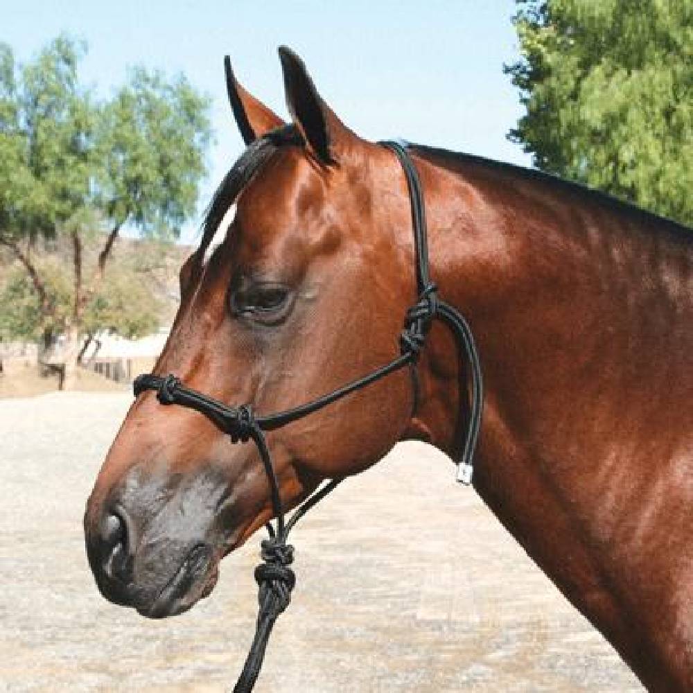 Professional's Choice Clinician Halter with Lead Tack - Halters & Leads Professional's Choice   