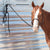 Classic Equine Premium Lead Rope Tack - Halters & Leads - Leads Classic Equine   