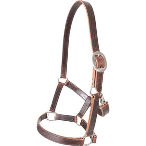 Classic Equine Leather Halter Tack - Halters & Leads - Halters Classic Equine   