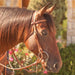 Martin Saddlery Roughout Browband Headstall Tack - Headstalls Martin Saddlery   