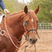 Martin Saddlery Harness Leather Roping Rein With Water Loops Tack - Reins Martin Saddlery   