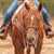 Martin Saddlery Single Rope Noseband With Shrink Tube Cover Tack - Nosebands & Tie Downs Martin Saddlery   