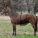 Cashel Quiet Ride Belly Guard Equine - Fly & Insect Control Cashel   