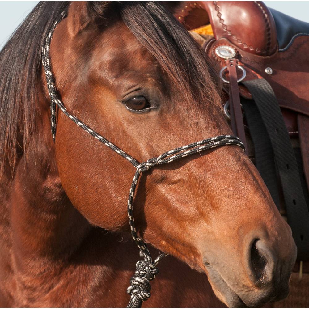 Halters  Shop Horse Halters Including Rope Halters, Western Show