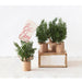 Faux Pine Tree Place Card/Photo Holder - Set of 4 HOME & GIFTS - Home Decor - Seasonal Decor Creative Co-Op   