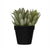 Potted Faux Succulent HOME & GIFTS - Home Decor - Decorative Accents Creative Co-Op   