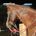 Rattler Calf Roping Square Neck Rope Tack - Ropes & Roping Rattler