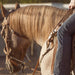 Martin Saddlery Rope Border and Dots One Ear Headstall Tack - Headstalls Martin Saddlery   